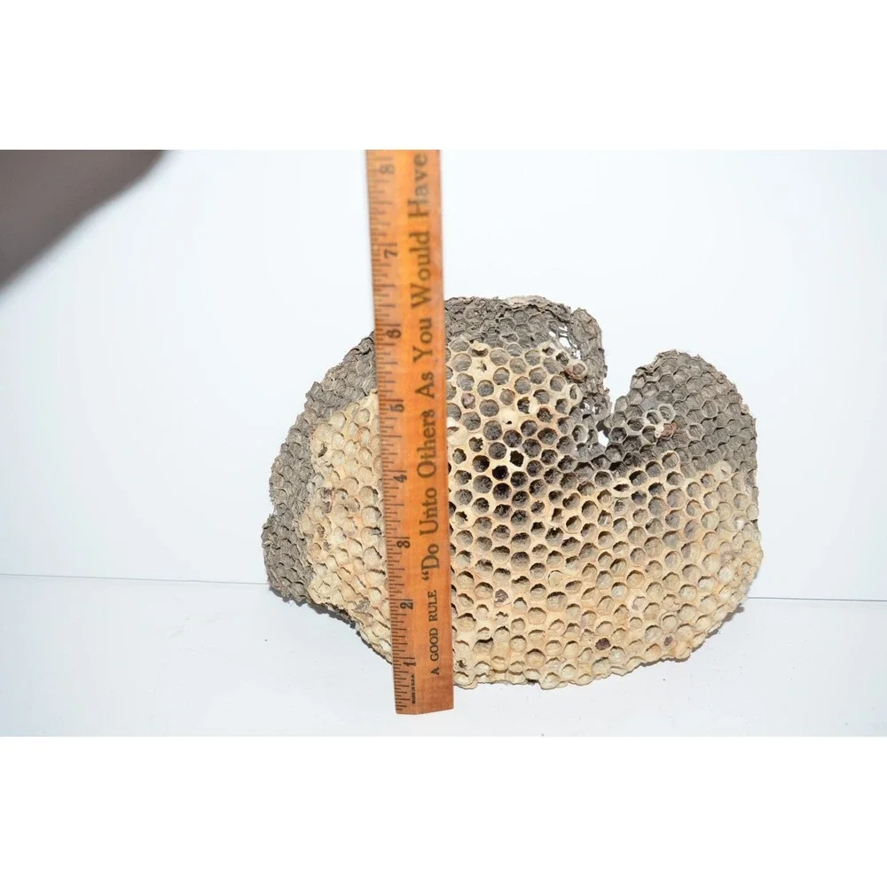 Real Natural Bees Wasp Nest Comb Hornet 8